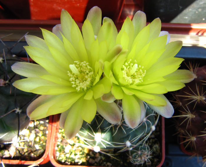 Gymnocalycium andreae in flower